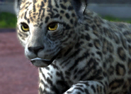 Animalindividualsparaguay jaguar-malechild0