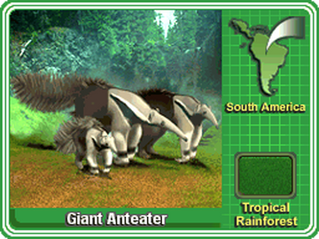 tropical rainforest anteaters