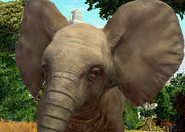 Animalindividualsafricanelephant-malechild1