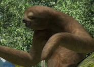 Animalindividualssoutherntwotoed sloth-male0