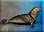 Elephant-seal-icon-zt1.png