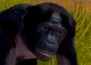 Animalindividualsbonobochimpanzee-male0