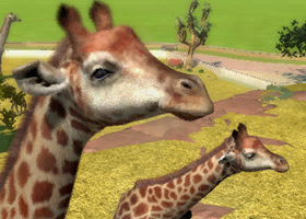 South African Giraffe | Zoo Tycoon Wiki | Fandom South African Giraffe | Zoo Tycoon Wiki | Fandom