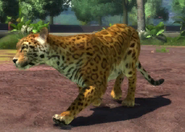 Animalindividualsmexican jaguar-male1