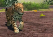 Animalindividualsperuvian jaguar-malechild0