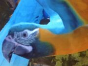 Blue-throated-macaw-zt