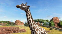 Nubian Giraffe | Zoo Tycoon Wiki | Fandom Nubian Giraffe | Zoo Tycoon Wiki | Fandom