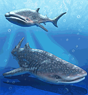 AL on X: My Zoo in Shark World on Zoo Tycoon 2001 (Marine Mania) #zootycoon #MarineMania / X