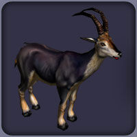 Bluebuck2.jpg