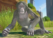 Animalindividualsalbinobonobochimpanzee-female2