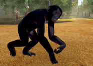 Animalindividualsbonobochimpanzee-female1