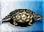 Giant-tortoise-icon-zt1.png