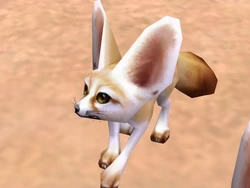 Fennec Fox | Zoo Tycoon Wiki | Fandom