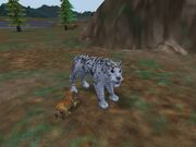 White Saber-Tooth 3