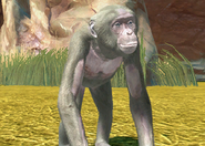 Animalindividualsalbinobonobochimpanzee-male0
