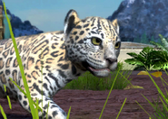 Animalindividualsparana jaguar-femalechild1