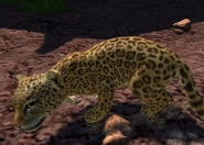 Animalindividualsgoldmans jaguar-malechild0