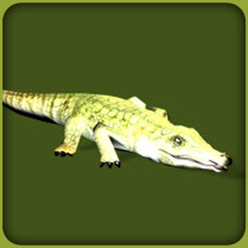 Nile Crocodile – Green – Himalayan