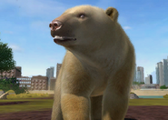 Animalindividualsalbinopolarbear-female0