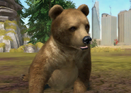 Animalindividualsstripedsyrianbrownbear-malechild1