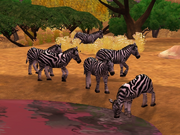 Common Zebra - Narwhaler