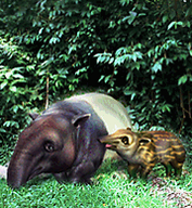 Malaysian Tapir