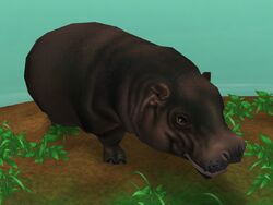 Zoo Tycoon 3: Hippopotamus 