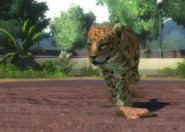 Animalindividualsperuvian jaguar-malechild1