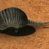 Nine Banded Armadillo Zoo Tycoon Wiki Fandom He is the smallest animal in the south america. nine banded armadillo zoo tycoon wiki