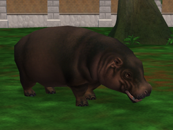 Zoo Tycoon 3: Hippopotamus 