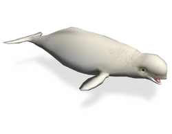 Beluga | Zoo Tycoon Wiki | Fandom