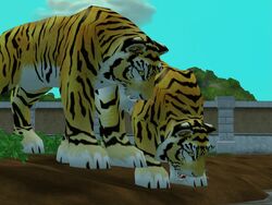 Bengal Tiger, Zoo tycoon movie Wikia