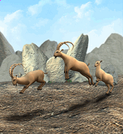 Ibex.png