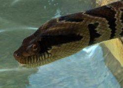 False water cobra  Smithsonian's National Zoo and Conservation Biology  Institute