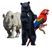 A Black Rhinoceros, American Black Bear and Red-and-green Macaw