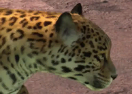 Animalindividualscentralamerican jaguar-male1