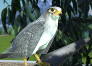 Animalindividualsgrey falcon-female0