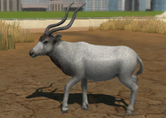 Animalindividualsaddaxantelope-female0