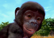 Animalindividualsbonobochimpanzee-femalechild0
