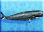 Sperm-whale-icon-zt1.png