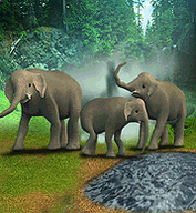 Asian Elephant.png