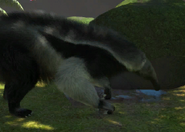 Animalindividualsgiant anteater-female1