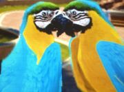 Blue-and-yellow-macaw-zt