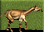 Macrauchenia-icon-zt1.png