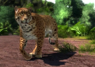 Animalindividualsperuvian jaguar-female0