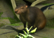 Animalindividualsblackrumped agouti-male0