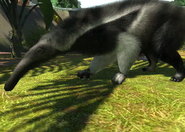 Animalindividualsgiant anteater-male0