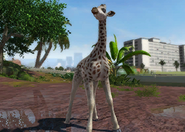 Animalindividualswhitekordofangiraffe-femalechild2