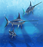 Atlantic Swordfish.png