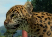 Animalindividualscentralamerican jaguar-femalechild2